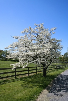 Flowering Dogwoods are deciduous trees that can add year-round beauty to an Oklahoma landscape.